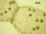 5 – Articoli con tetrasporocisti